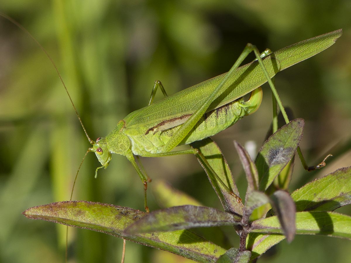 Habitus